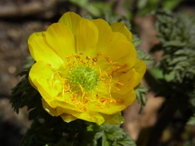 滝野すずらん公園 2012’4