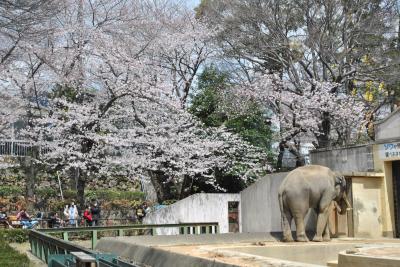 お花見＠王子動物園