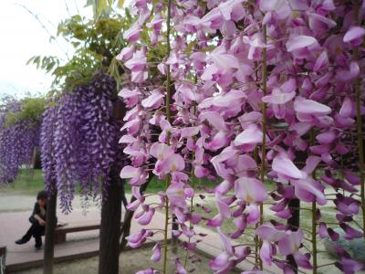 ☆生後6ヶ月☆　大ばぁば＆ばぁば親子4世代でおでかけ　☆尾張津島　藤まつり☆