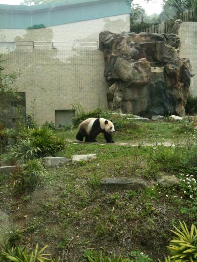 TAIPEI PANDA