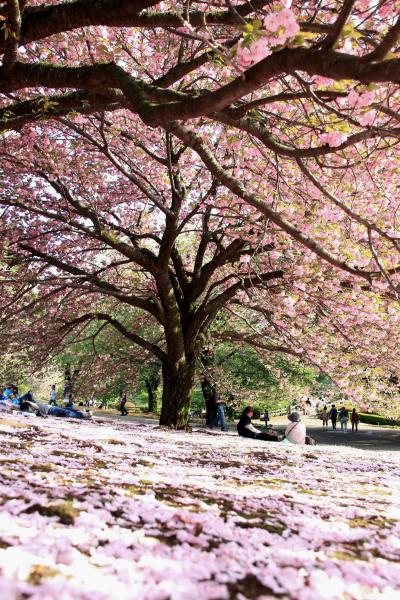 GW初日の観劇前に、有終の美の八重桜と新緑の新宿御苑！
