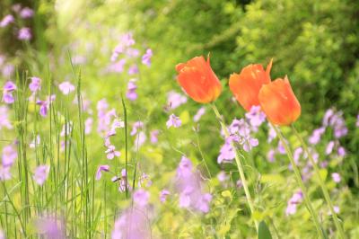 新緑と花がいっぱいのGW前半の昭和記念公園オフ会（前編）チューリップにポピーにムラサキハナナの後は、ワインで乾杯したプチ・アウトドア気分のランチタイム@──そして里桜に鬱金まで
