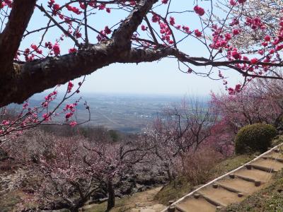 筑波山　満開の梅林で花見　