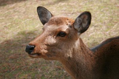 奈良公園　あいくるしい鹿　　興福寺　国宝館　五重塔
