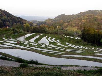 春の大山千枚田 (2012)