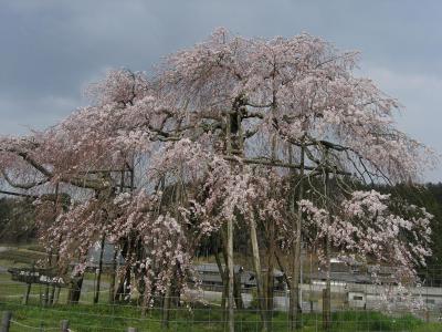 近江路の春・都しだれ