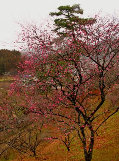 青梅市梅の公園　ロウバイ見ごろ　☆開花遅れて梅はつぼみ多し