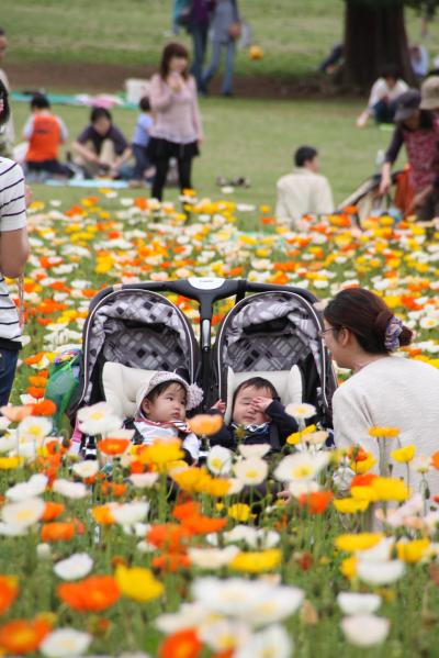 昭和記念公園ファン倶楽部：花とピクニックランチを楽しむオフ会