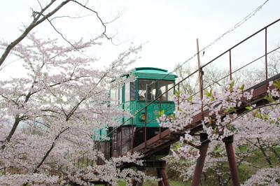 ちゃむたのちょこっとおでかけ～②千本桜を見た後は…『船岡城址公園』の観音様のもとへ・・・