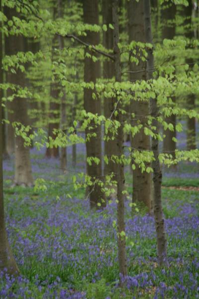 ブルーベルの花を見にハルの森へGO！/ Hal, Belgium