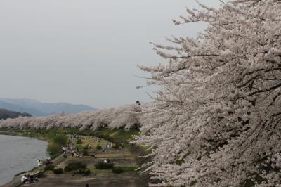 みちのく桜紀行　2012年　その４　角館武家屋敷しだれ桜と桧木内川の満開の桜並木・田沢湖・乳頭温泉