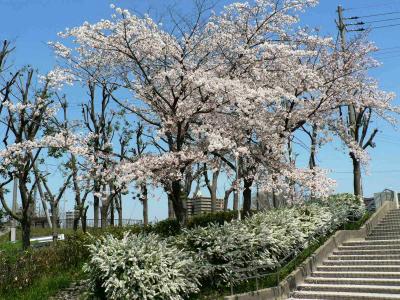 日本の旅　関西を歩く　大阪・枚方市、阪今池公園の桜