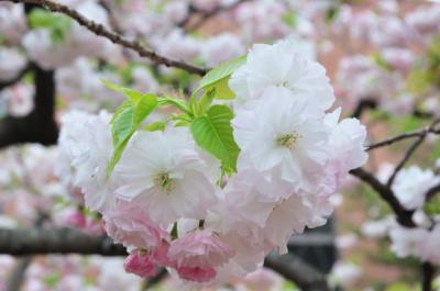 2012年大阪造幣局桜の通り抜け！