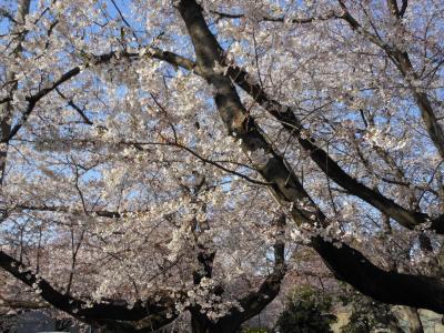 花見がてら近所を散歩