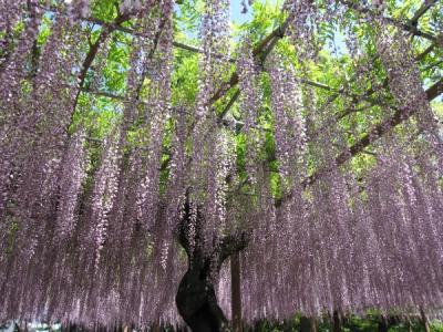 曼陀羅寺の藤へ 2012