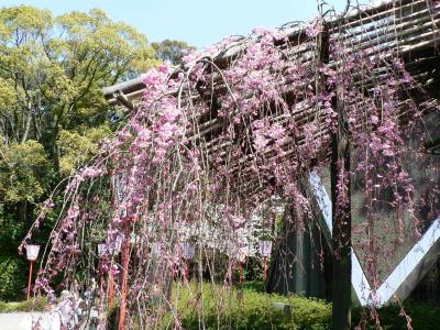 日本の旅　関西を歩く　京都・八幡市、石清水八幡宮参道周辺の桜