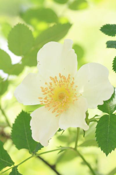 バラの饗宴～世界に誇るバラ園・花フェスタ記念公園