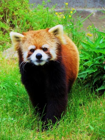 ＧＷ四国レッサーパンダ紀行【２】　とくしま動物園　レサパン界のスーパーモデル！？すごいよ、ソラ君！！　残念！！ミンミンちゃんには会えず