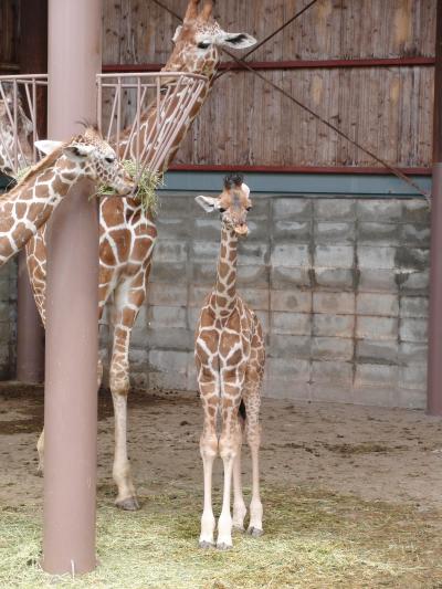 キリンの赤ちゃんに会いに!秋吉台サファリランド