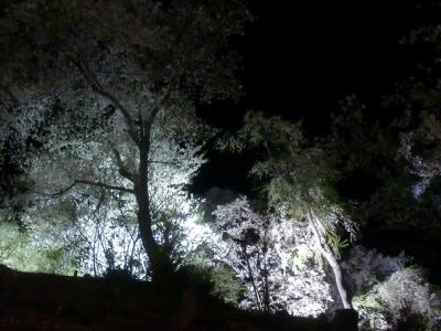 烏帽子山公園の夜桜