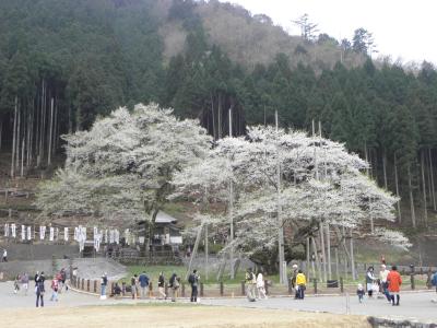 桜ドライブ　根尾薄墨桜～寺尾千本桜～畑・しだれ桜　その１