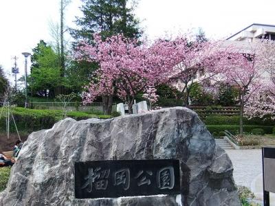 東北の遅咲きの桜は榴岡公園で