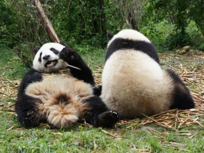 2012年GW四川省の旅　その１～パンダを見る