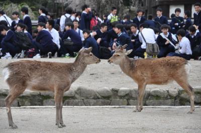 春の奈良公園・日本の世界遺産「興福寺＆東大寺」