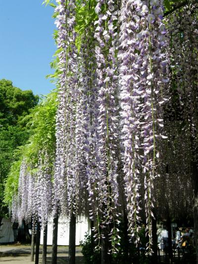 ＧＷ花巡り2012・・・①玉敷き神社の大藤