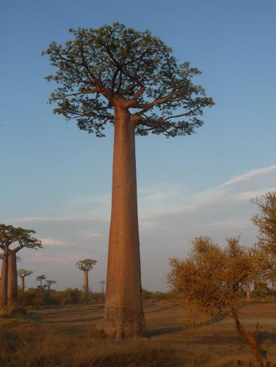 マダガスカルの旅 モロンダバ編