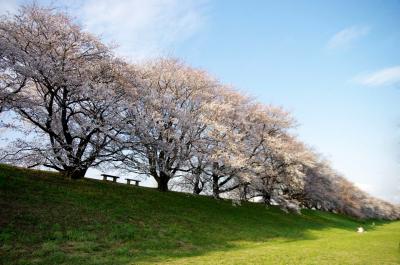 １，４Kmの桜の回廊　背割堤