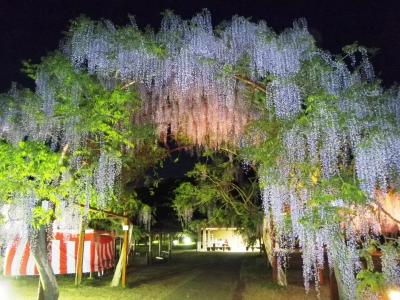 和気藤祭り、只今満開　21時までライトアップ中