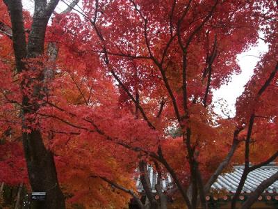 2010年11月★紅葉を求めて釜山・慶州★韓国6回目