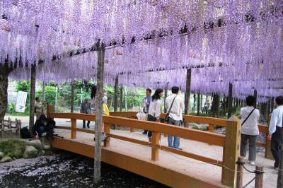 2012春、尾張の藤名所・天王川公園(3/4)：九尺藤、カピタン藤、野田藤、藤の都市サミット樹