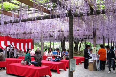 2012春、尾張の藤名所・天王川公園(4/4)：九尺藤、紫カピタン藤、白カピタン藤、白野田藤