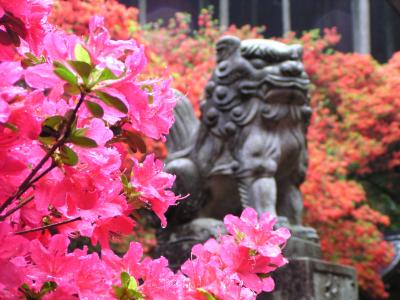 一宮神社・キリシマツツジ（霧島ツツジ）の花