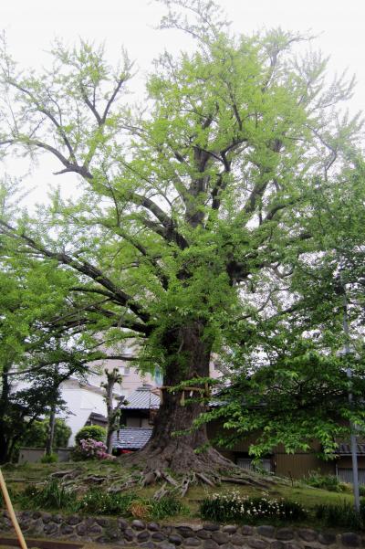 2012春、津島の歴史街並み(3/5)：津島神社、宝寿院、鈴蘭、苧環、堤下神社、御神木大銀杏