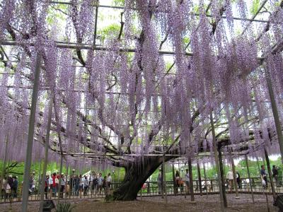 2012年GW あしかがフラワーパークに行ってきました。