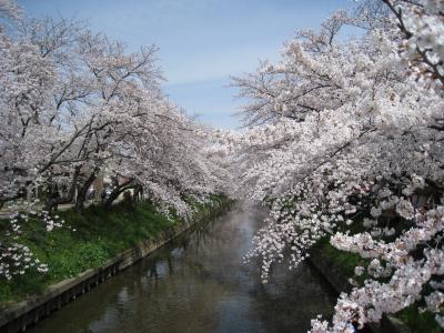 岩倉桜まつり～五条川散歩～