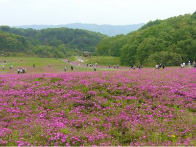 市貝のちょっと残念な芝桜・・。