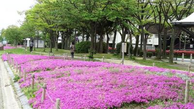 大津におう浜の芝桜と鮎家の食事