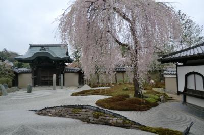 紅葉のリベンジ？京都の桜を満喫しました