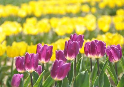 たくさんのチューリップとポピーに囲まれよう　万博公園のほほん記