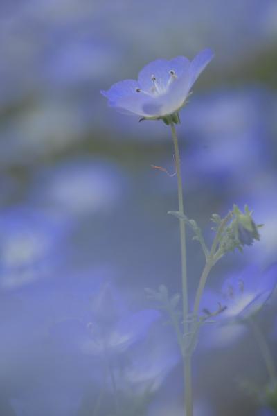 ザ・トレジャーズガーデン(旧・野鳥の森ガーデン) 2012