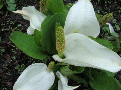 信濃の春花めぐり…さくら～水芭蕉～もも