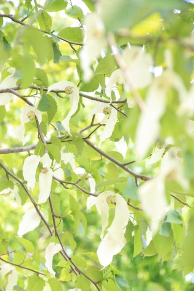 智光山公園の名物のハンカチノキや初夏の花を一眼レフでチャレンジ！