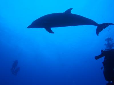 ２０１２　タヒチ　イルカとダイブ　ＩＮ　ランギロア　その１