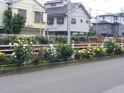 荒川のバラを見に散策