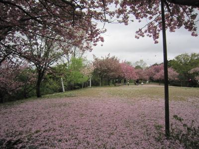 今年のお花見