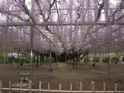 2012年5月　館林つつじまつりと太田の芝桜・ネモフィラ　天然記念物・足利フラワーパークの大藤と白藤